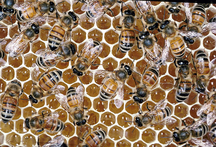 Bees on Comb